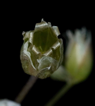 Capsule dehiscing from apical teeth, top view -Holosteum umbellatum